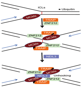 ZNF212 protein moves with TRAIP protein to the DNA binding damage site