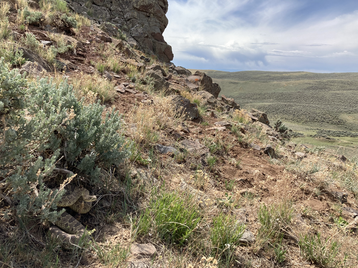 Adult prairie rattlesnake