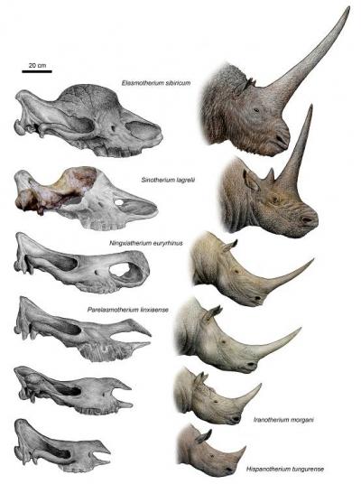 Series of Species
