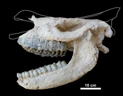 Fossil Rhino Skull