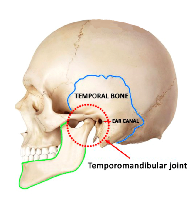 Jaw and Temporomandibular Joint: Anatomy