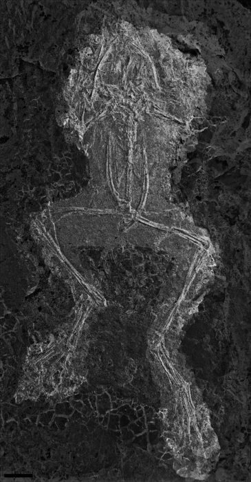 Frog skeleton shows exceptional high completeness and articulation (false colours).