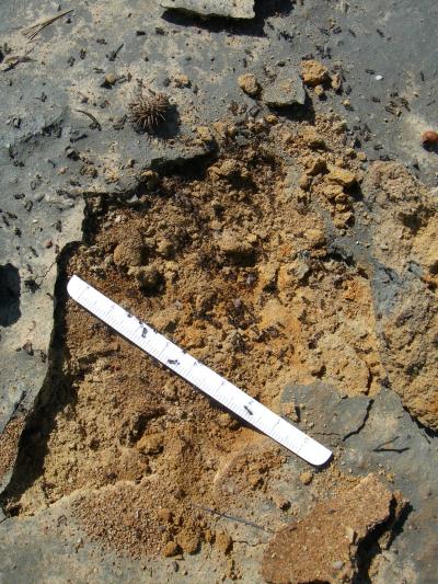 Aznalcóllar Disaster Compared with Cretaceous Mass Extinction
