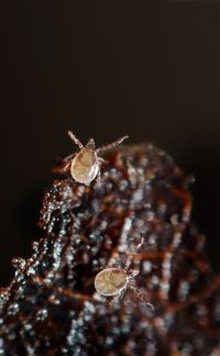 How a Tick Finds its Next Meal