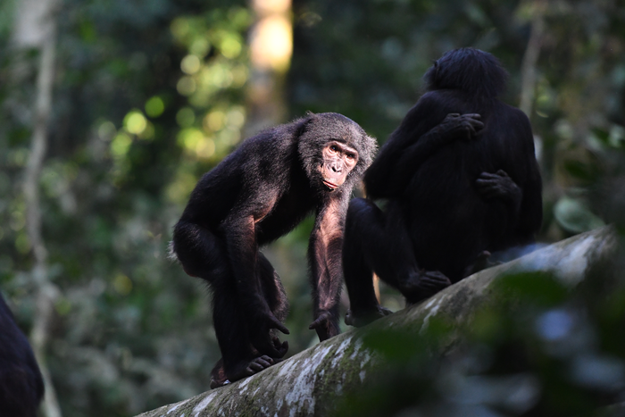 Male and female bonobos interact