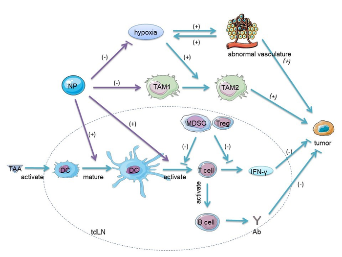 HOW NANOPARTICLES AFFECT THE TUMOUR MICROENVIRONMENT