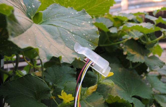 Leaf Sensor