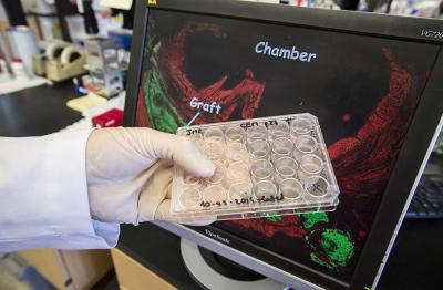 Cardiac Cells Transformed from Stem Cells