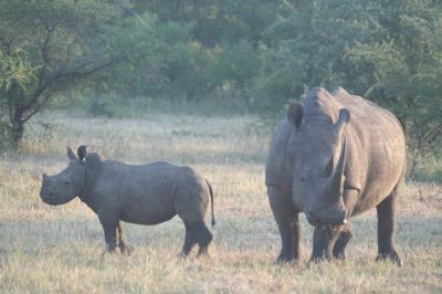 Rhino with Calf