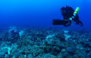 LSU marine ecologist Dan Holstein diving