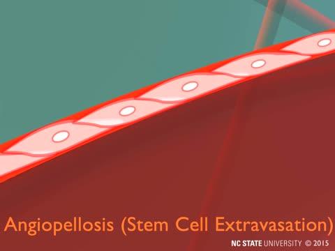Stem Cell Extravasation Through Angiopellosis