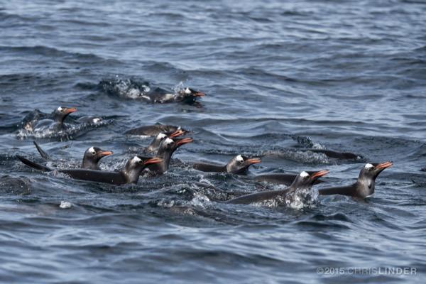 Adelie Penguin Decline