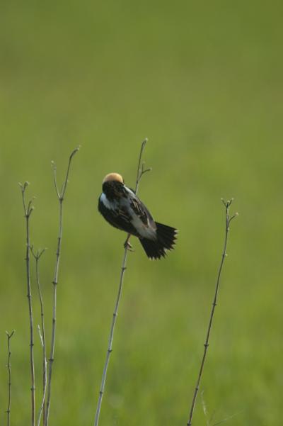 Bobolink