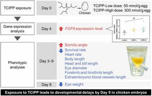 Chigusa et al Graphic Abstract