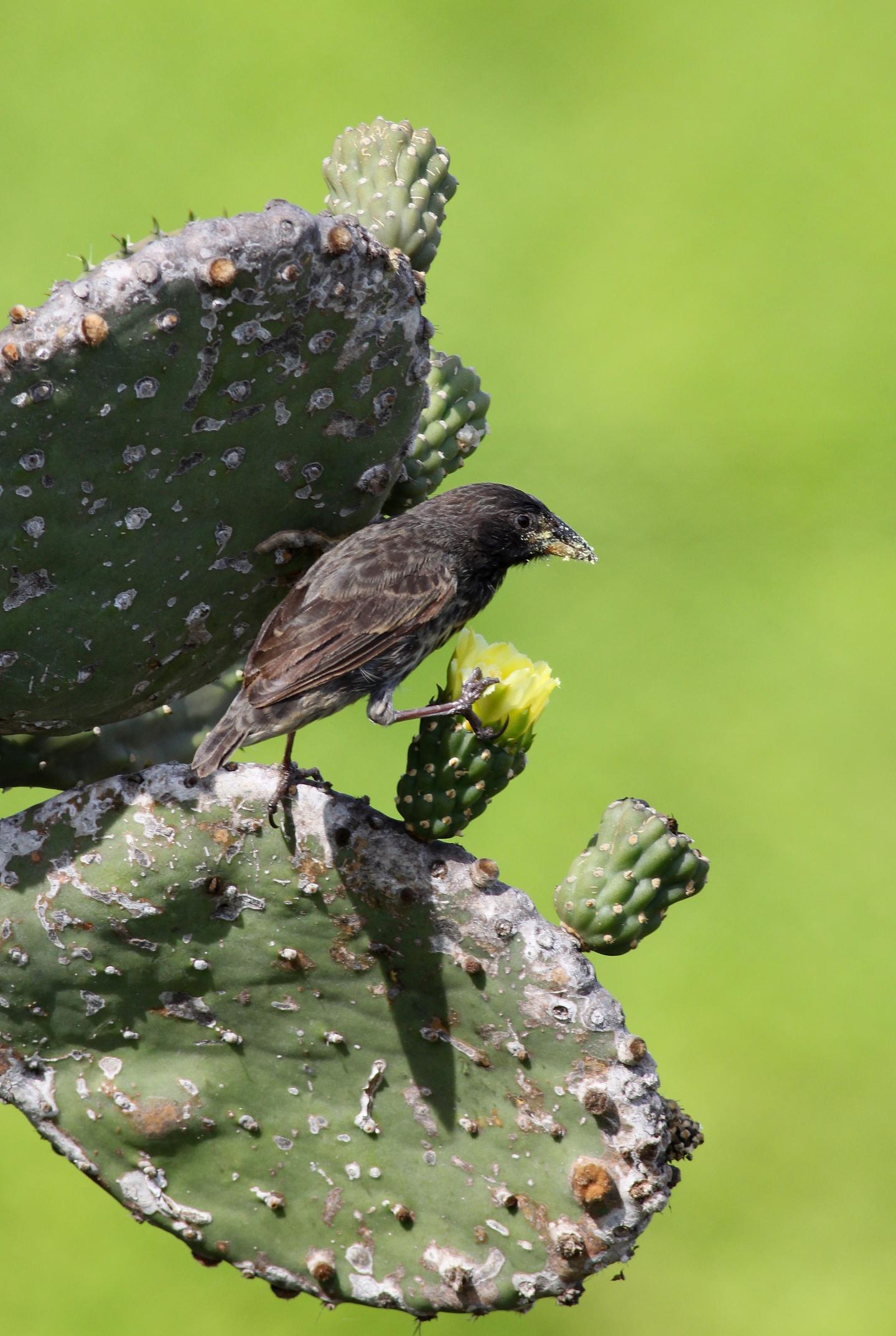 A <Em>Geospiza Scandens</em> Consuming Polen of a Giant Cactus Flower