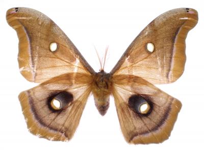 <i>Antheraea polyphemus</i>