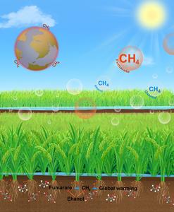 Regulating rice paddy methane emissions