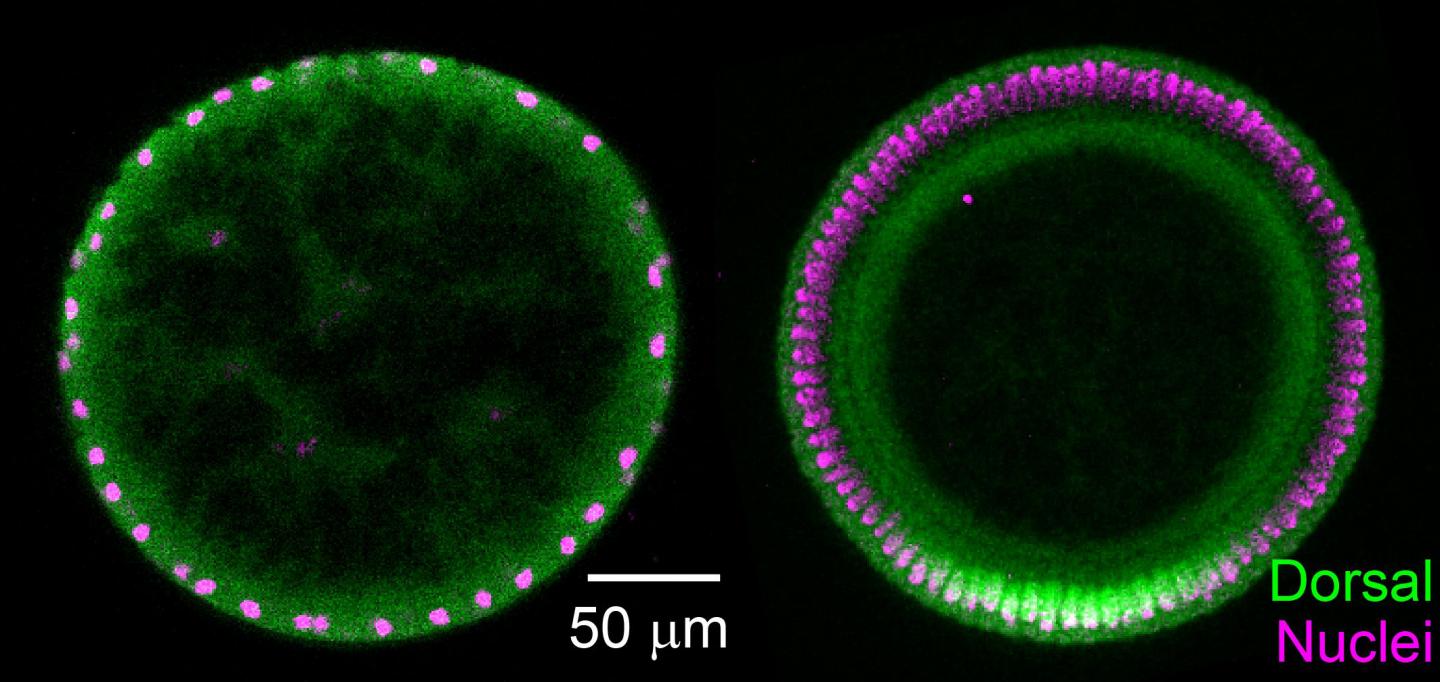 Diffusion Concentrates Cell Differentiation Signals in Drosophila Embryos