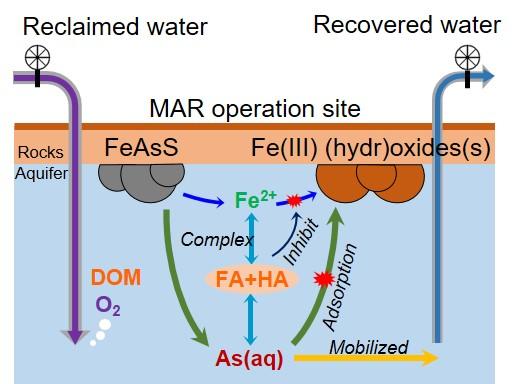 Arsenic in Recharged Aquifers