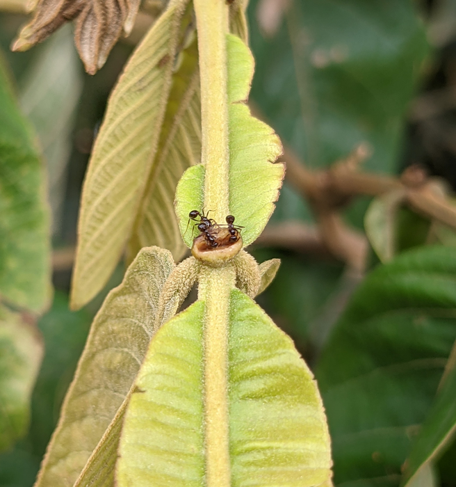 Ants feeding