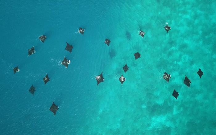 Reef manta rays