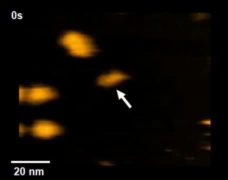 High-Speed Atomic Force Microscopy Movie of Antibody Binding to Fc Receptor