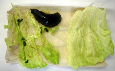 Favourite Dishes of Slugs: Lettuce