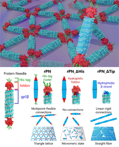 Figure 1. Engineered protein needles and their assembly on a mica surface