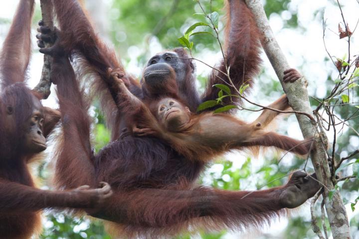 Orangutan Genes