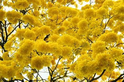 <i>Tabebuia guayacan</i>