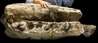 Smithsonian Scientists Discover Fossil 'White Whale' (2 of 2)