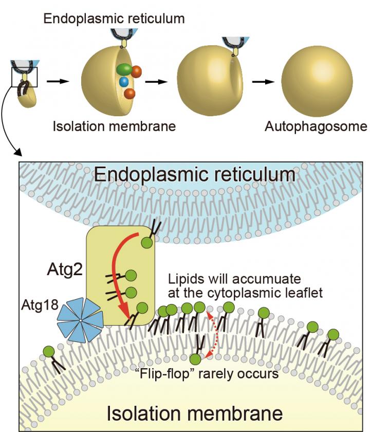 Autophagosome formation