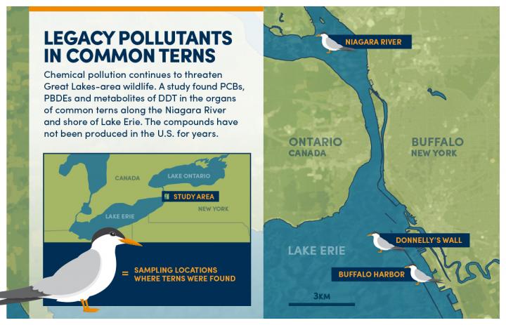 Map of Sampling Locations for Terns