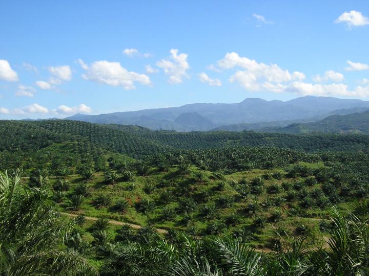 Palm Oil Plantation in Indonesia