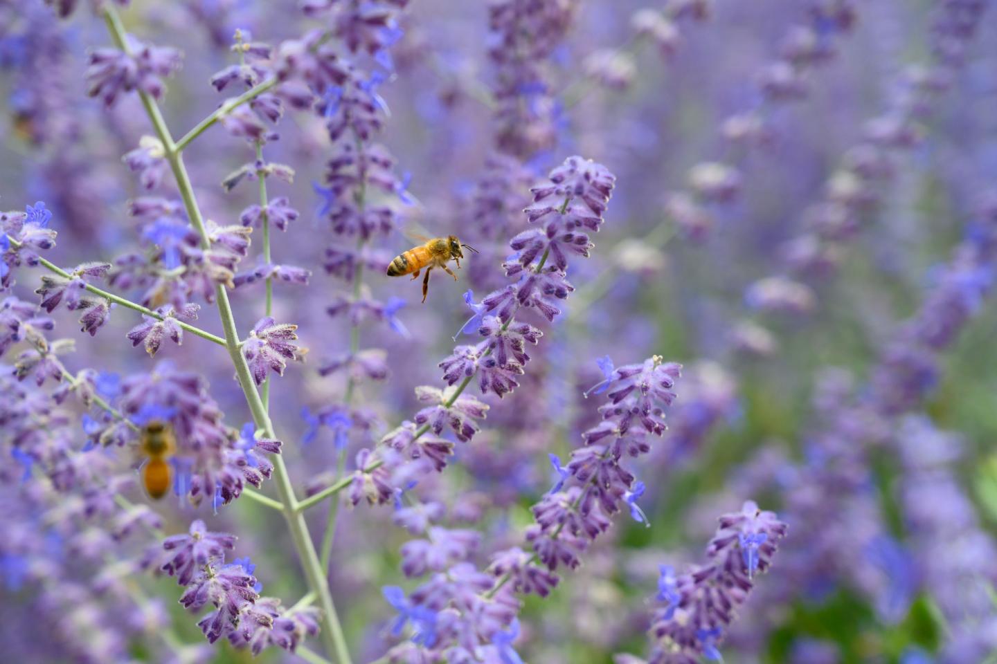 Bees on Sage