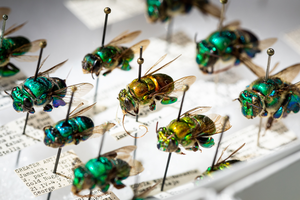 Close-up of bees from the Academy's scientific collections