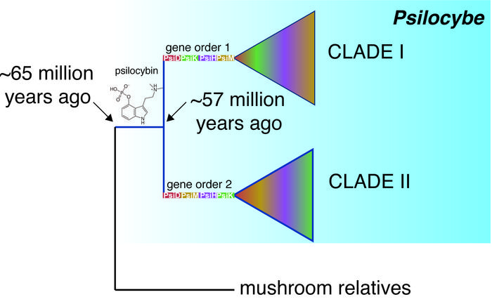 Evolutionary tree of Psilocybe