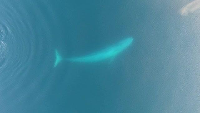 Surface Feeding Blue Whale