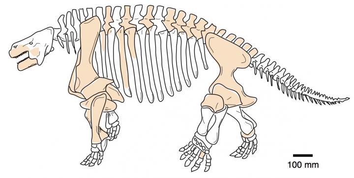 Skeleton of Shihtienfenia, a Large Pareiasaur
