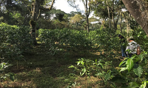 Shade-grown coffee farm in Veracruz