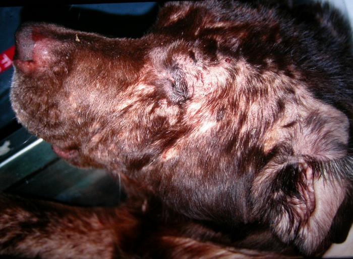 Labrador retriever with atopic dermatitis (eczema)