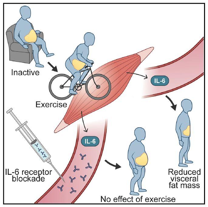 Belly Fat and IL-6 Signaling Graphical Abstract