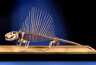 Skeleton of Dimetrodon