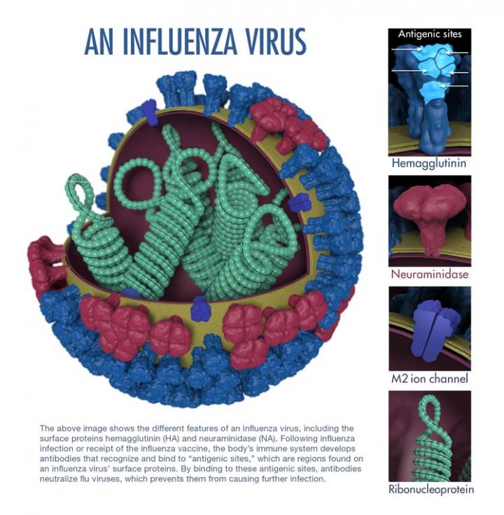 An Influenza Virus