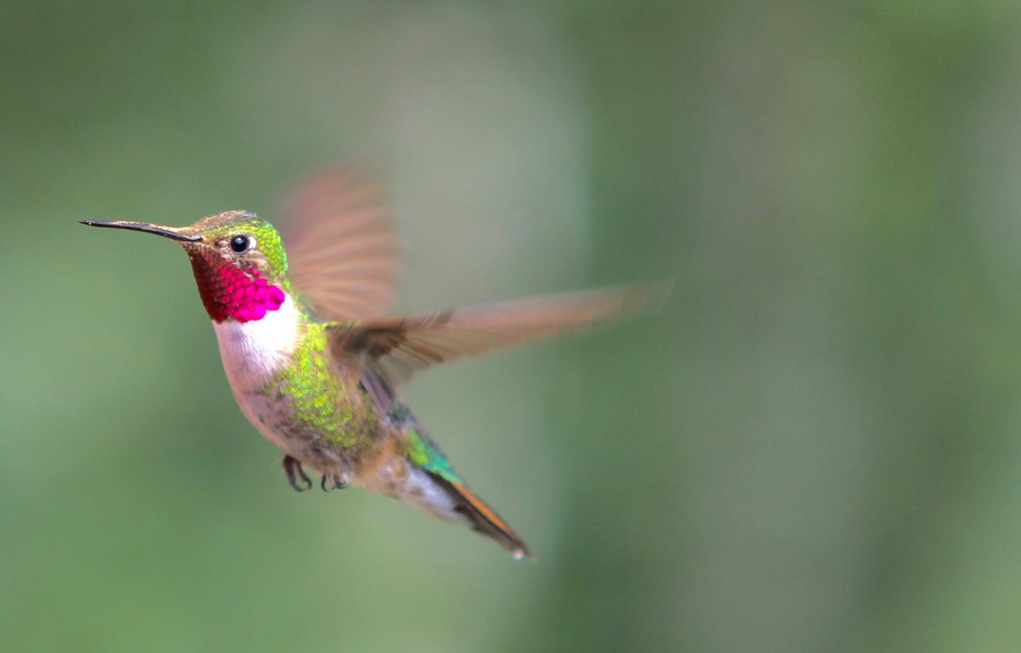 Broad-tailed Hummingbird Flashing its Throat Feathers to Attract Female Attention