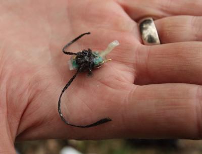 African Drought Kept Songbirds From Breeding Grounds (5 of 5)