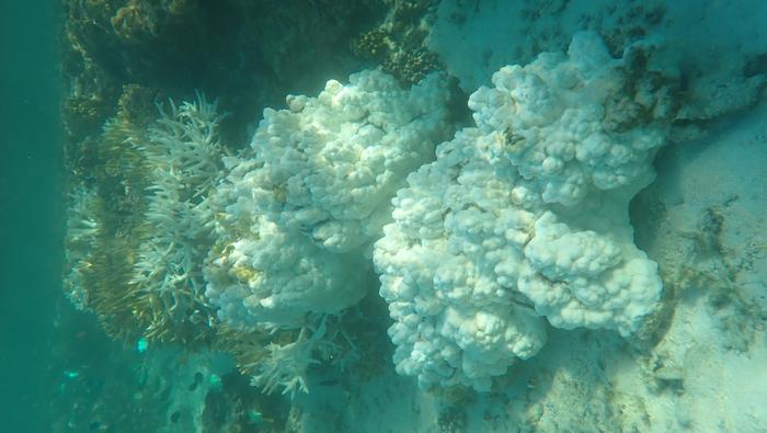 Bleached Acropora and Porites coral at One Tree Island Reef