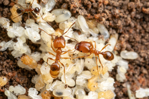 pheidole_dentata