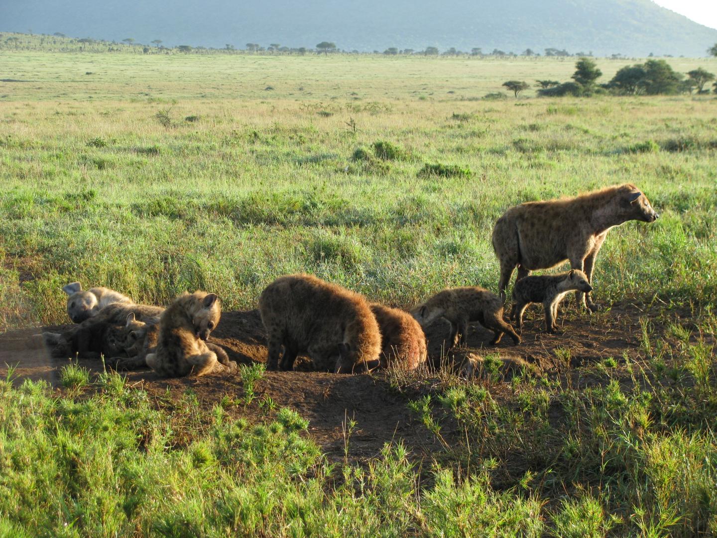 Hyenas