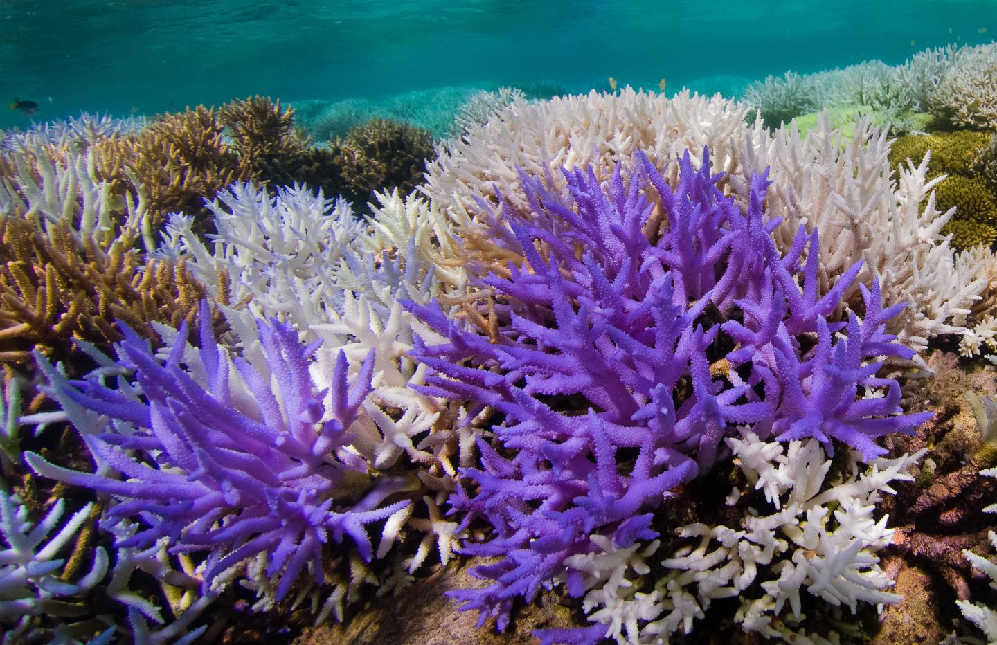 Acropora Corals with Colourful Bleaching